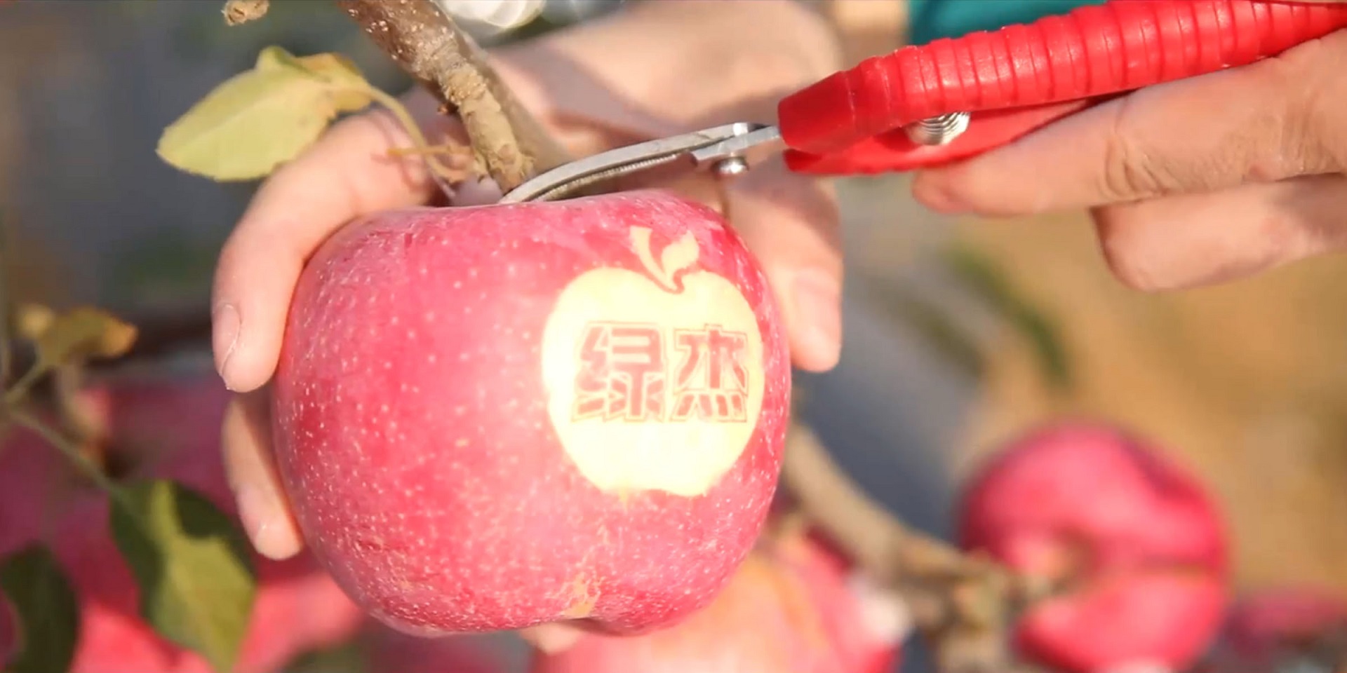 Lüjie Co., Ltd. – vinegar 2