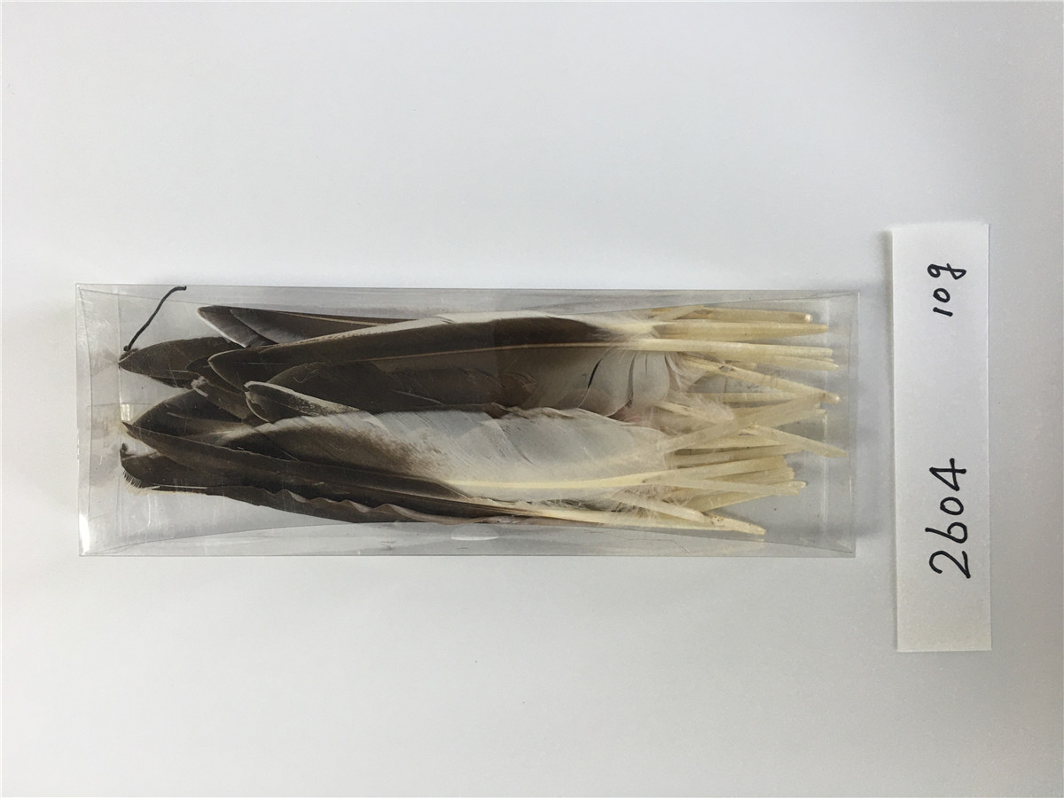feather