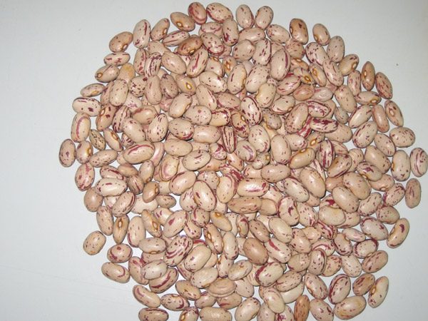 Light Speckled Kidney Beans(Round Shape)