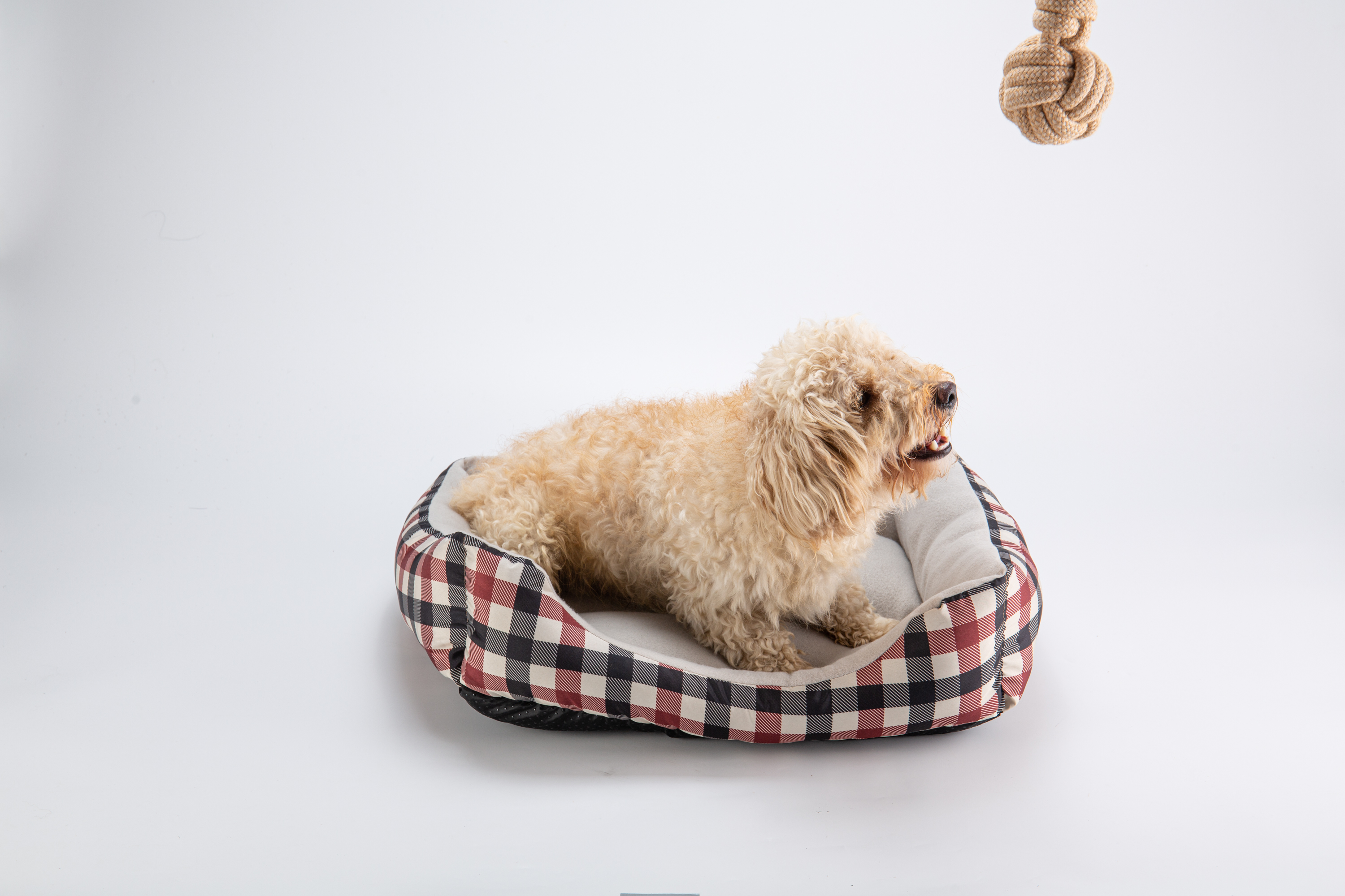 first price dog bed