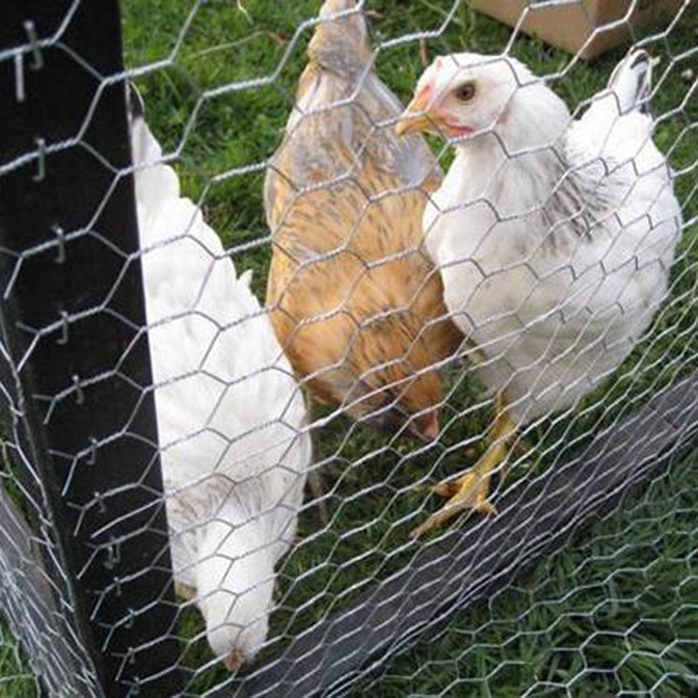 Hexagonal Wire Netting Galvanized Hexagonal Wire Netting Hexagonal Wire Netting Mesh