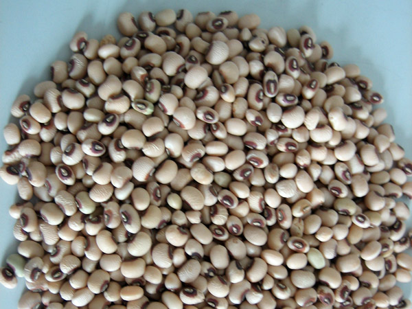 Chick Pea