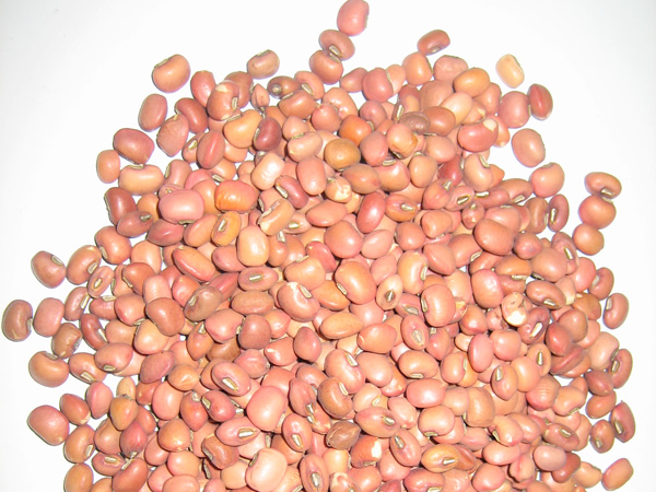 Red Cowpea