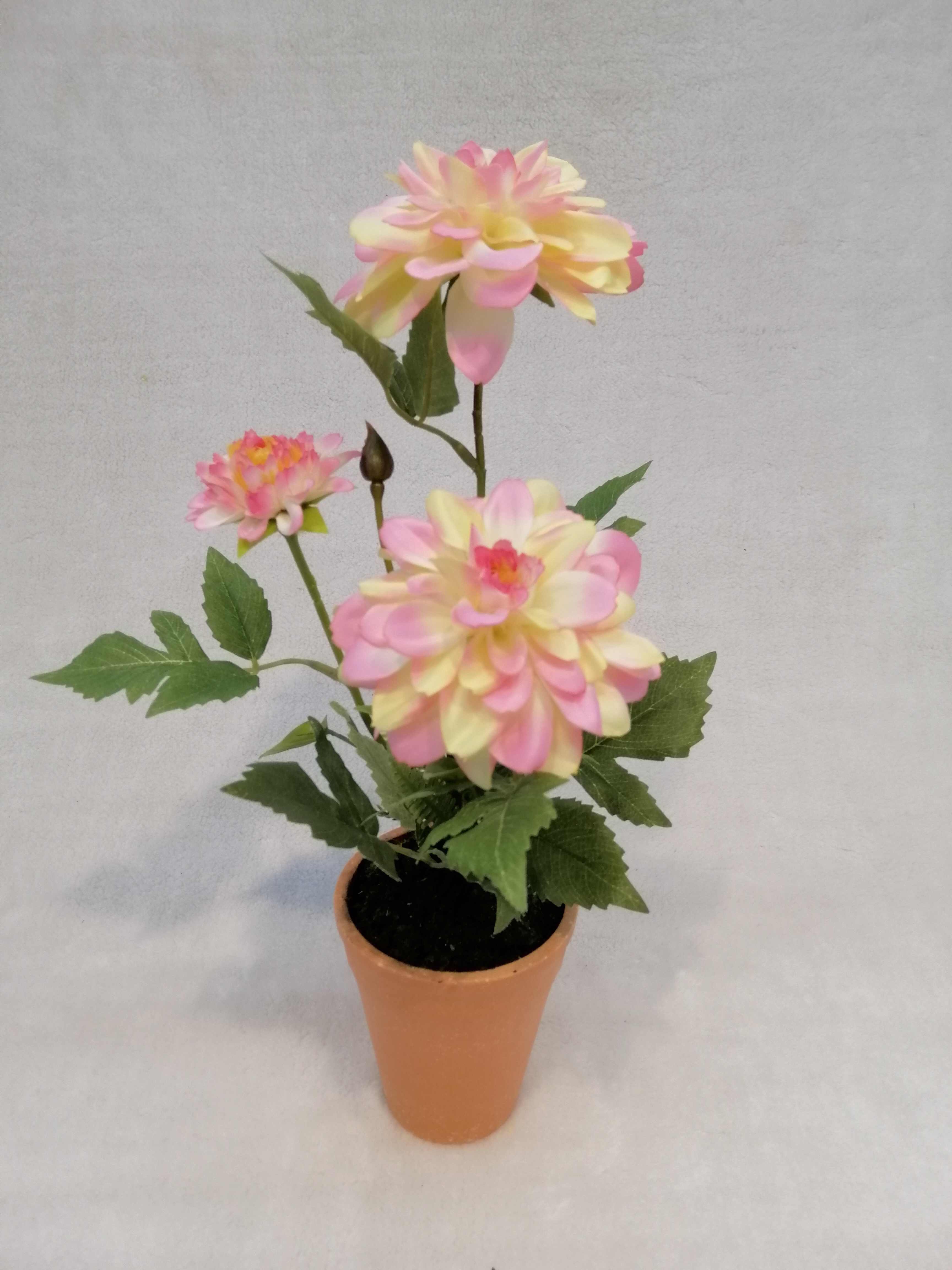 Potted Dalia Flower