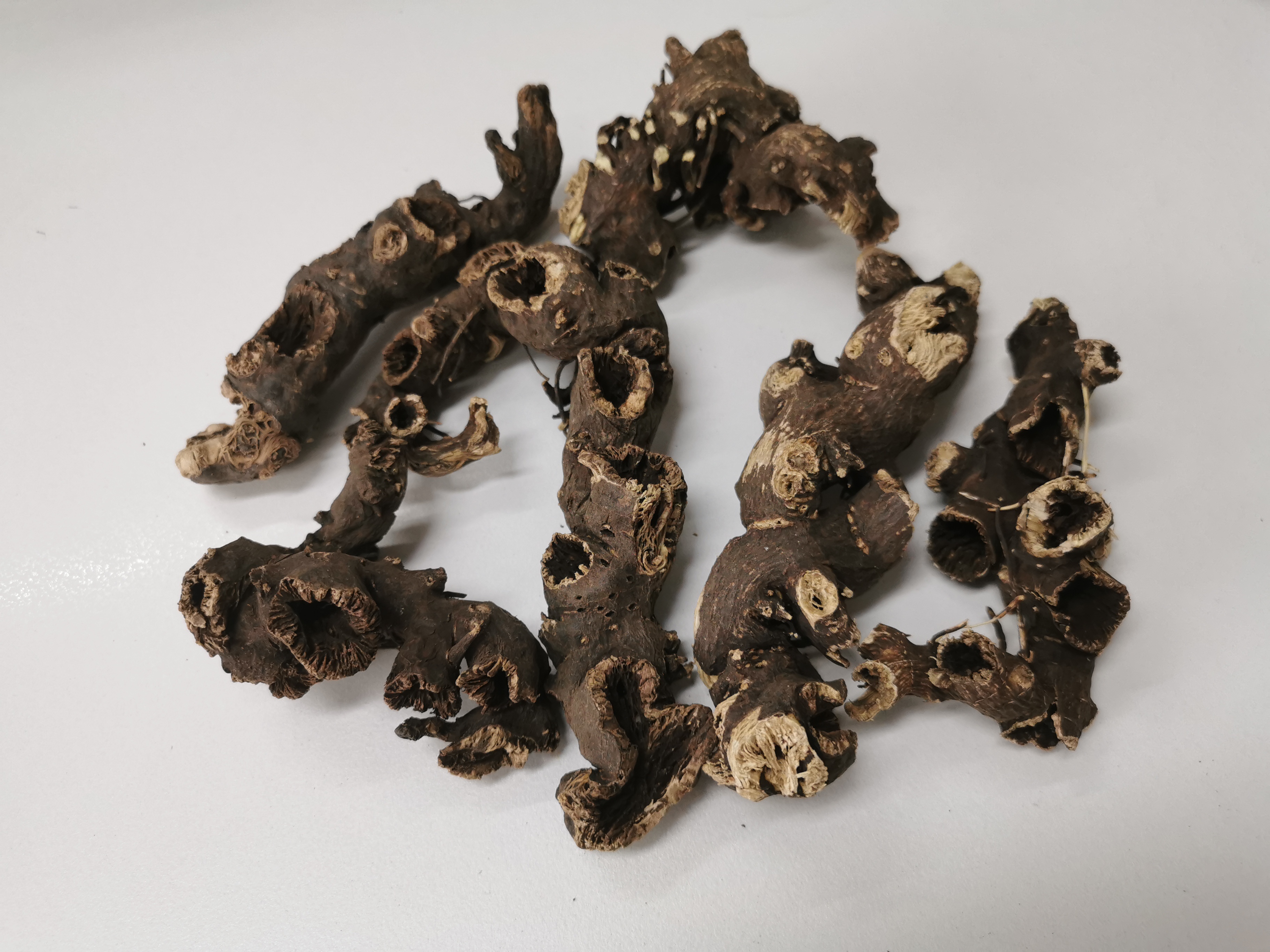 Cimicifuga Simplex Turczaninow