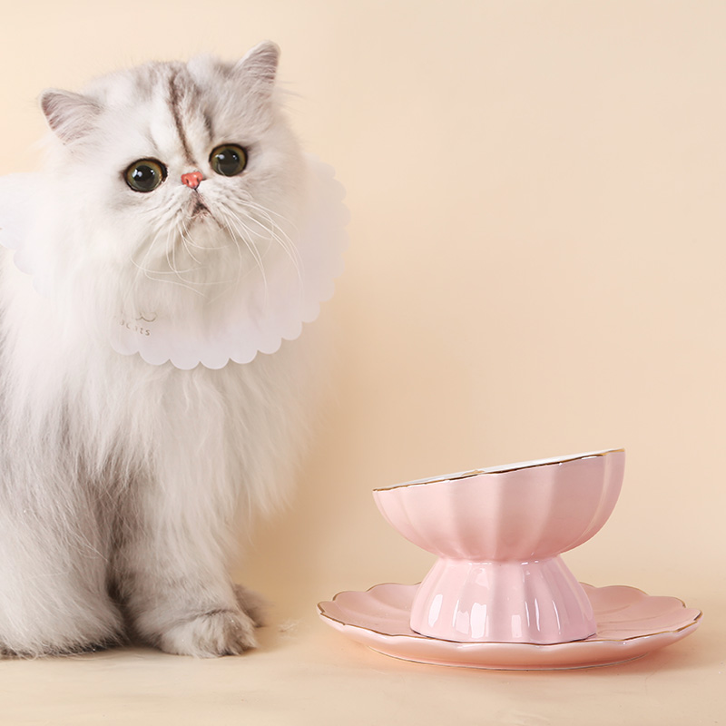 pet bowl