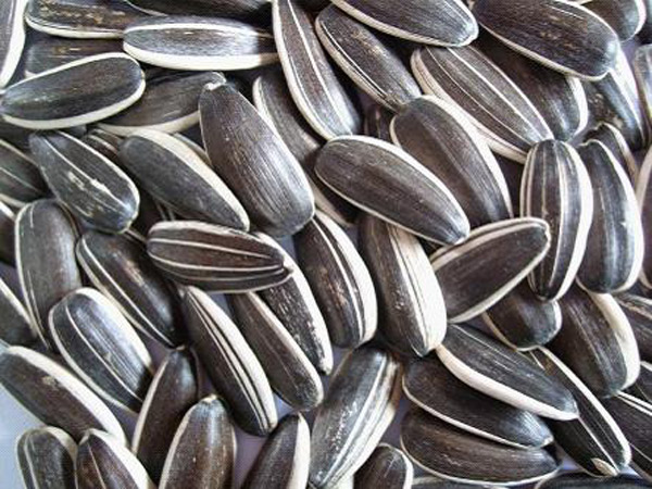 Sunflower Seeds
