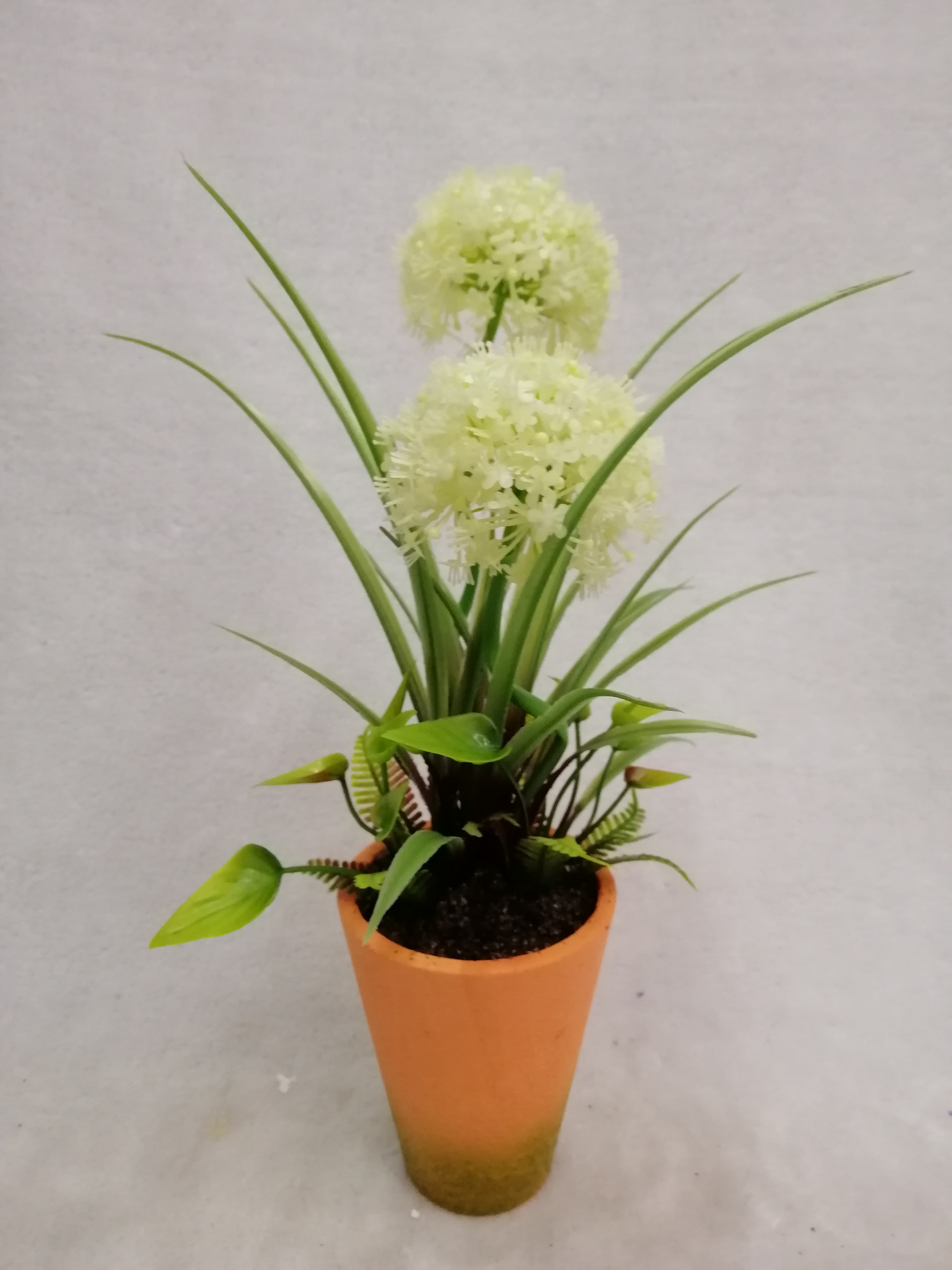 Potted Ball Grass