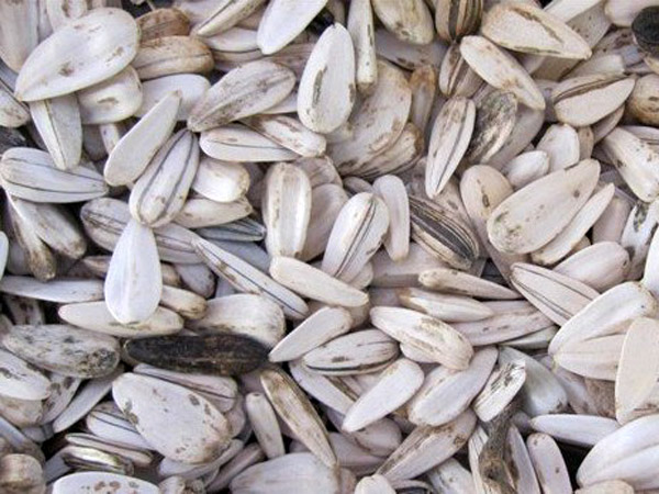 White Sunflower Seeds