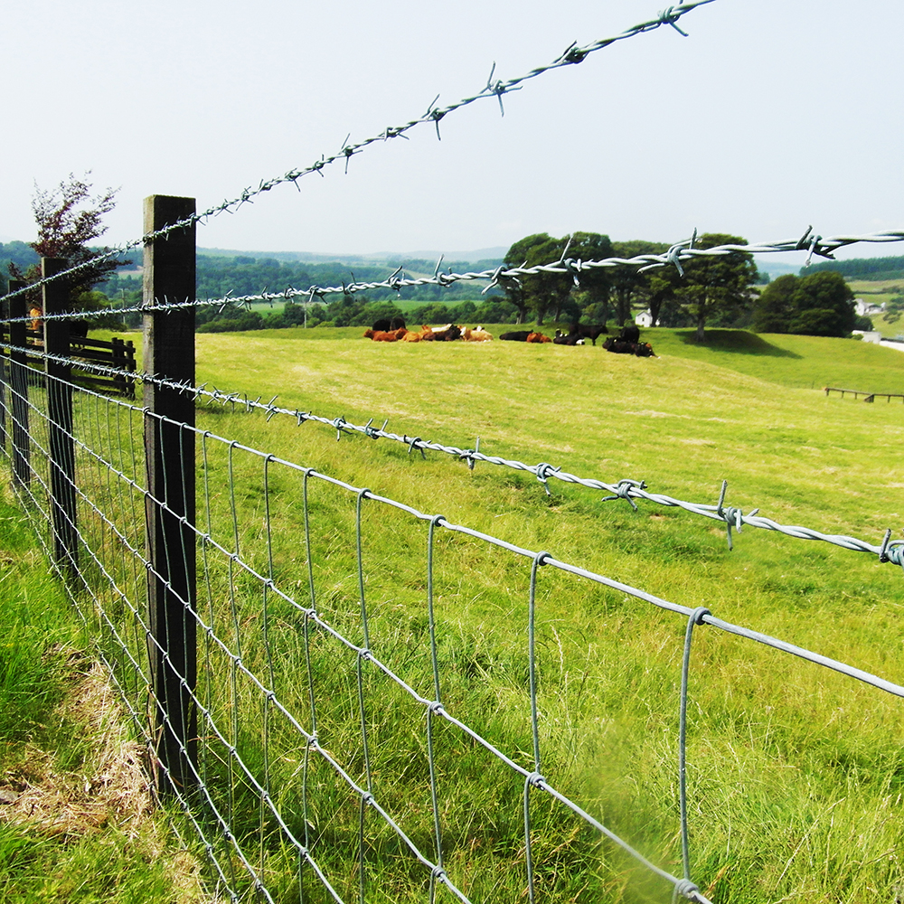 Galvanized Razor Wire Razor Barbed Wire Galvanized Barbed Wire