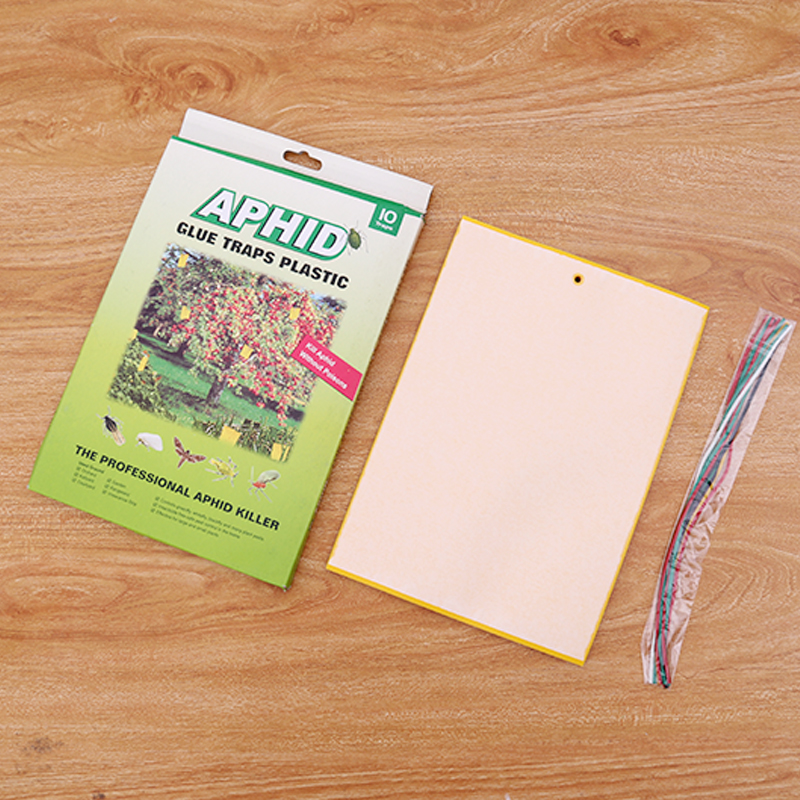 Insect Glue Traps