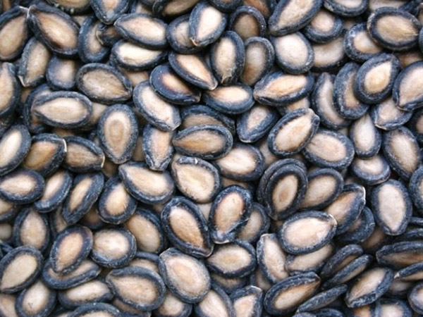 Watermelon Seeds