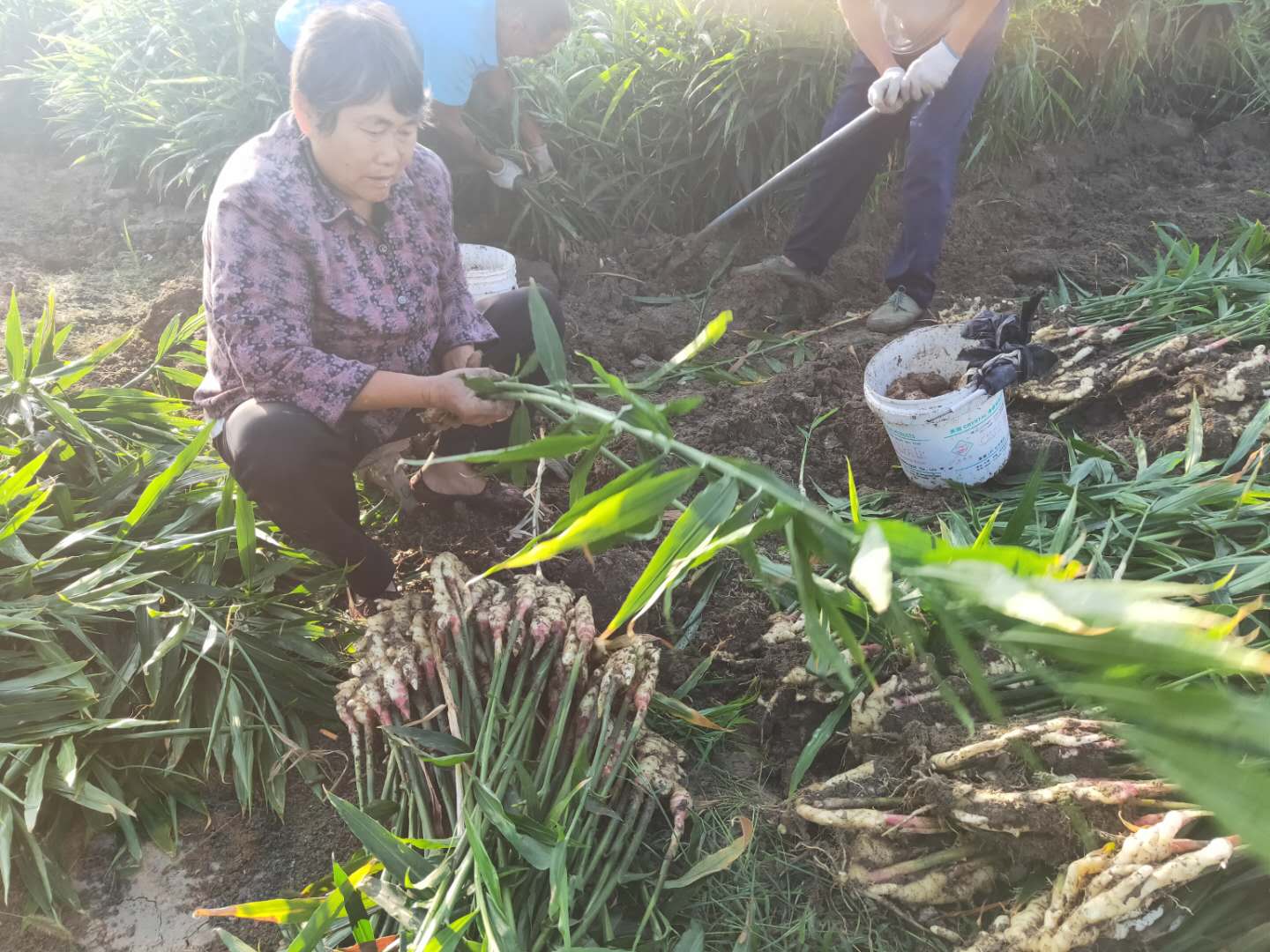 Linquan Yuanfeng Agricultural Products Trading Co., Ltd. – Spices and herbs 1