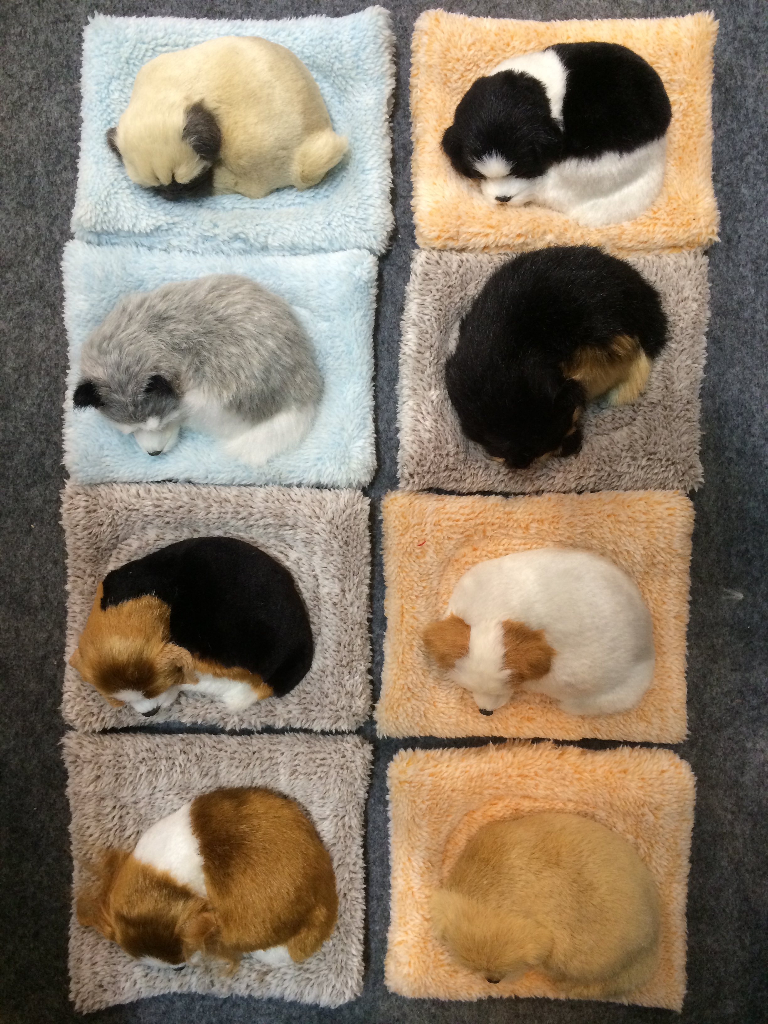 sleeping mini dog on blanket
