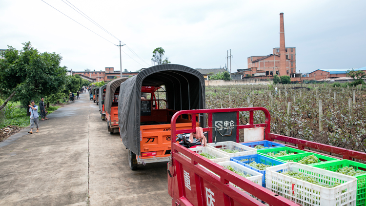 Yunnan Donchuan Changyun Impression Wine Co., Ltd. – Spirits 1