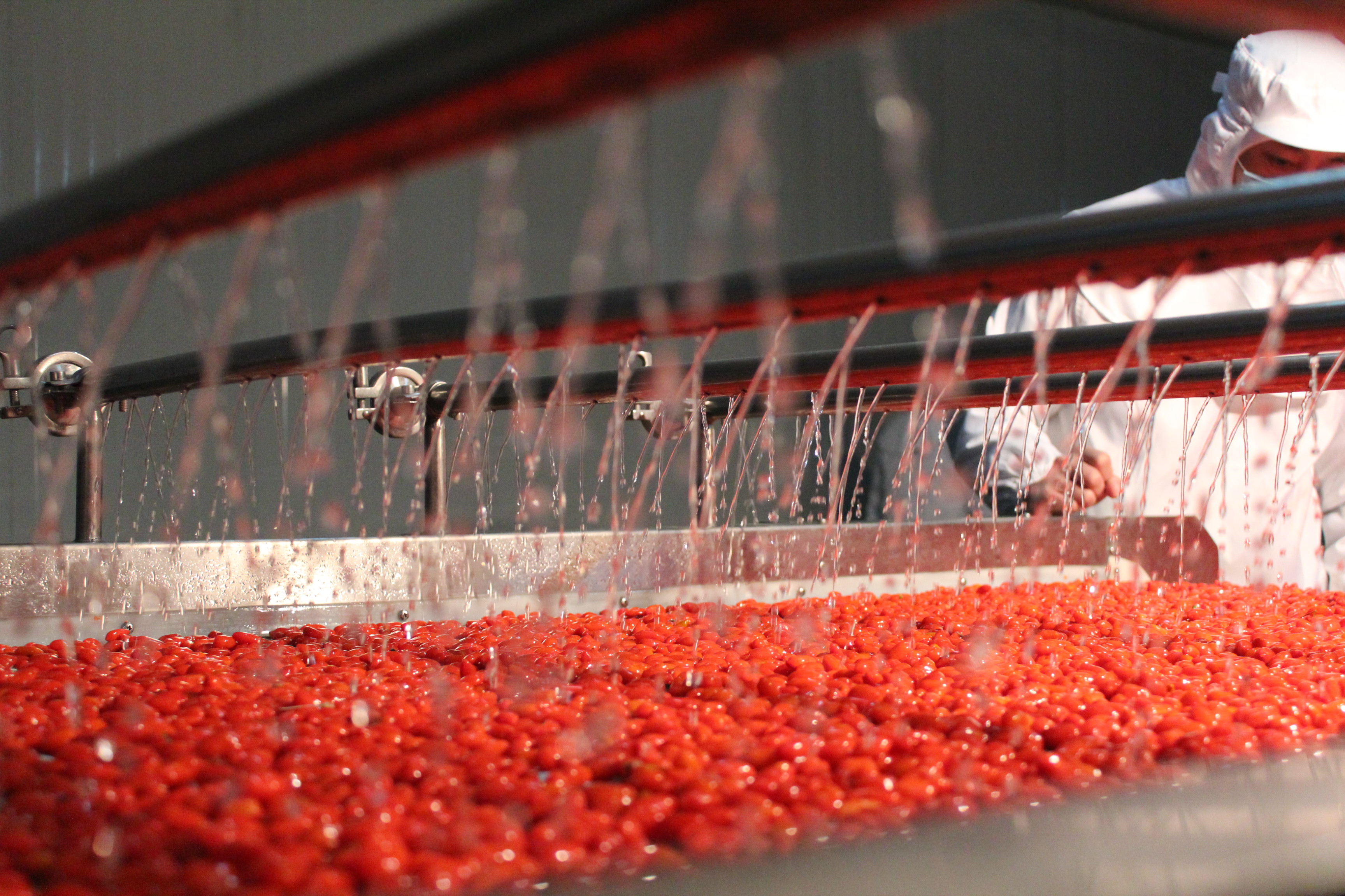 Fuma Zhangjiakou Trading Co., Ltd. – frozen fruits 2