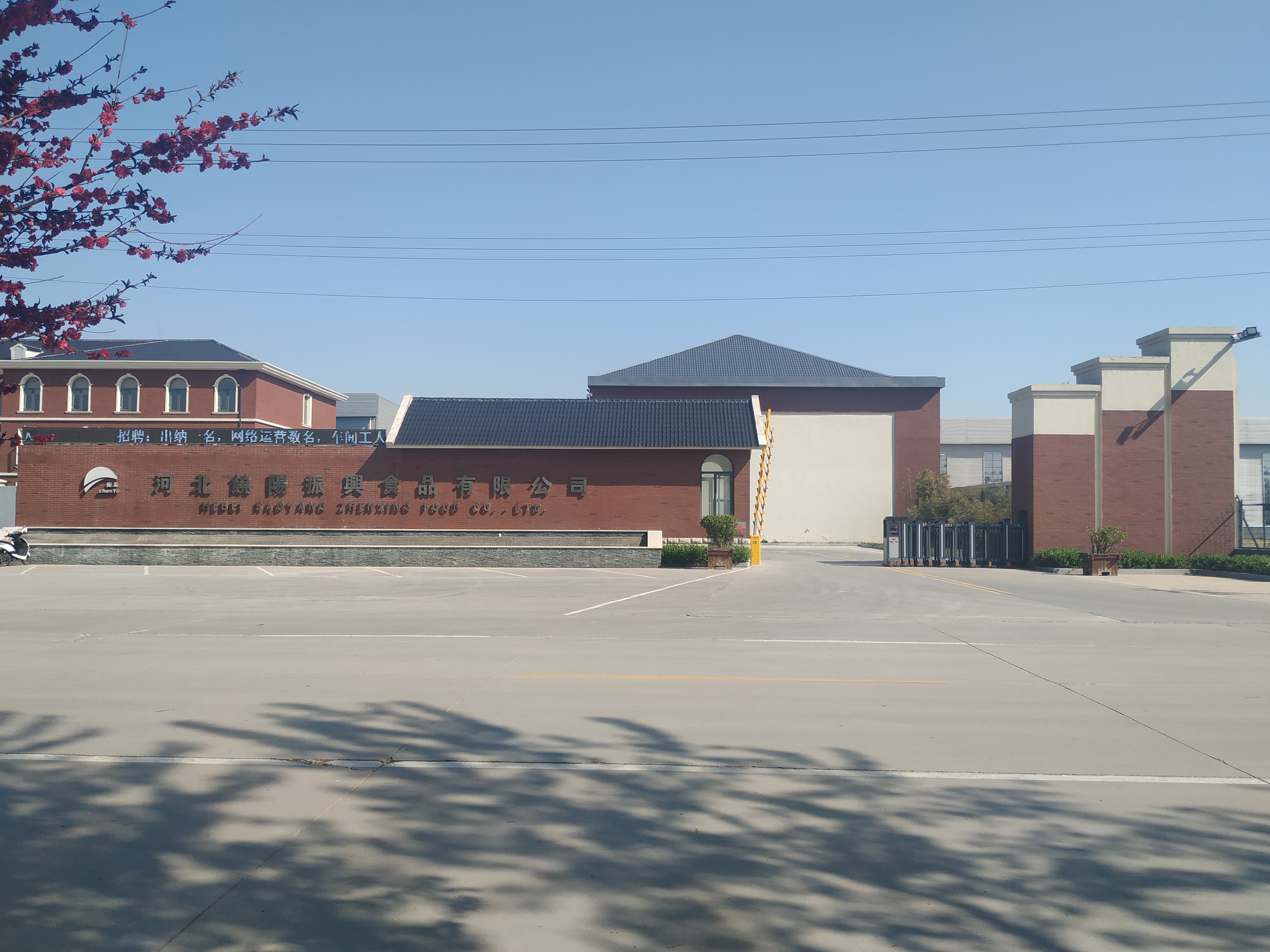 Raoyang Zhenxing Food Co., Ltd. – Product photos 2