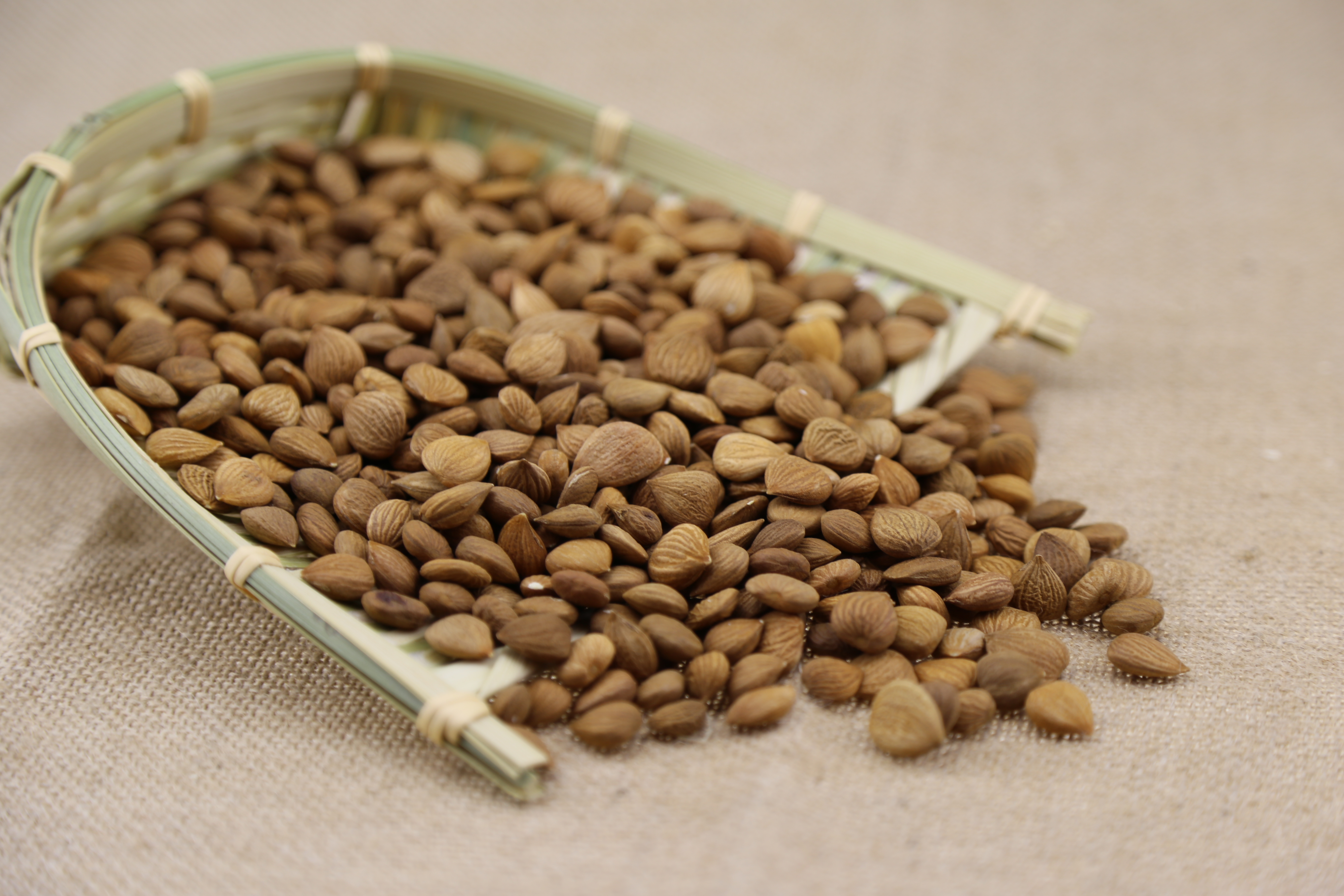 Natural Bitter apricot kernels