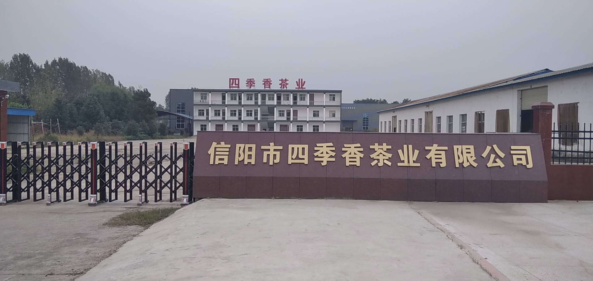 Xinyang Siji Xiang Tea Co., Ltd. – green tea 1