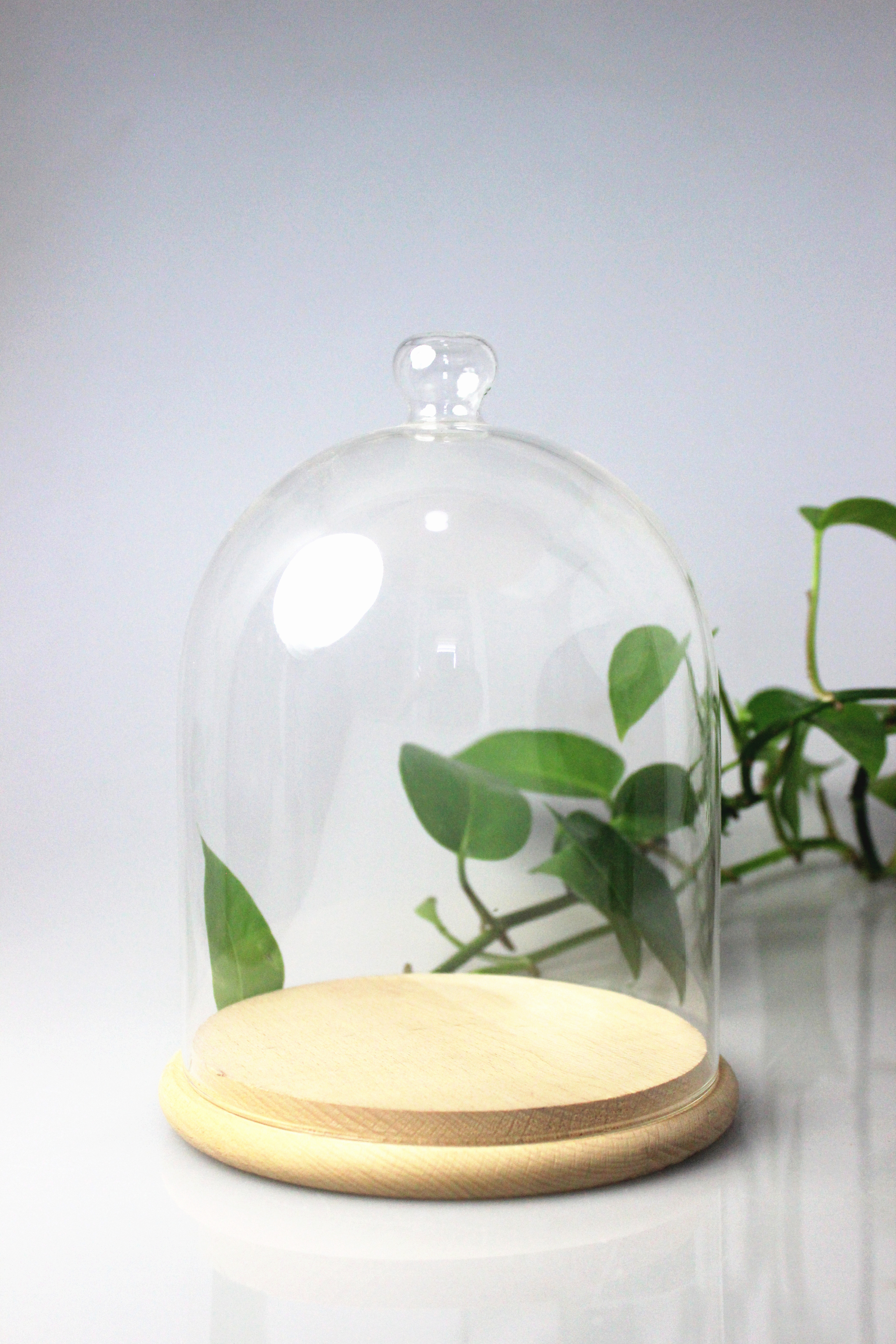 Glass Dome with Bamboo Base