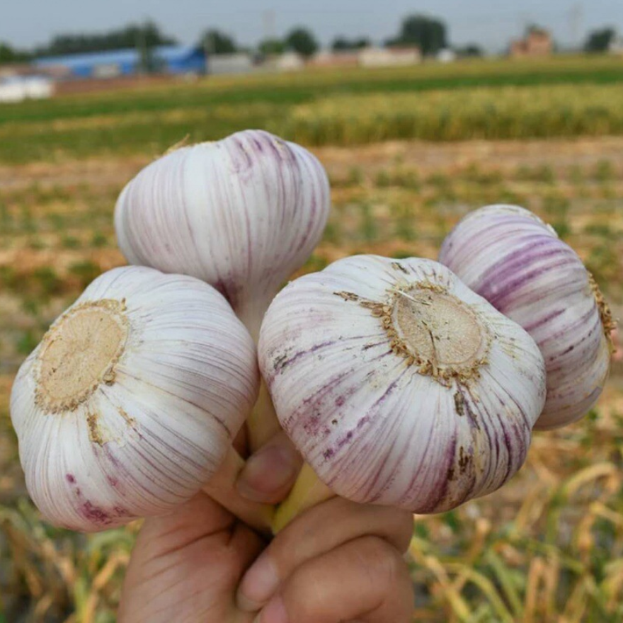 China Fresh Garlic