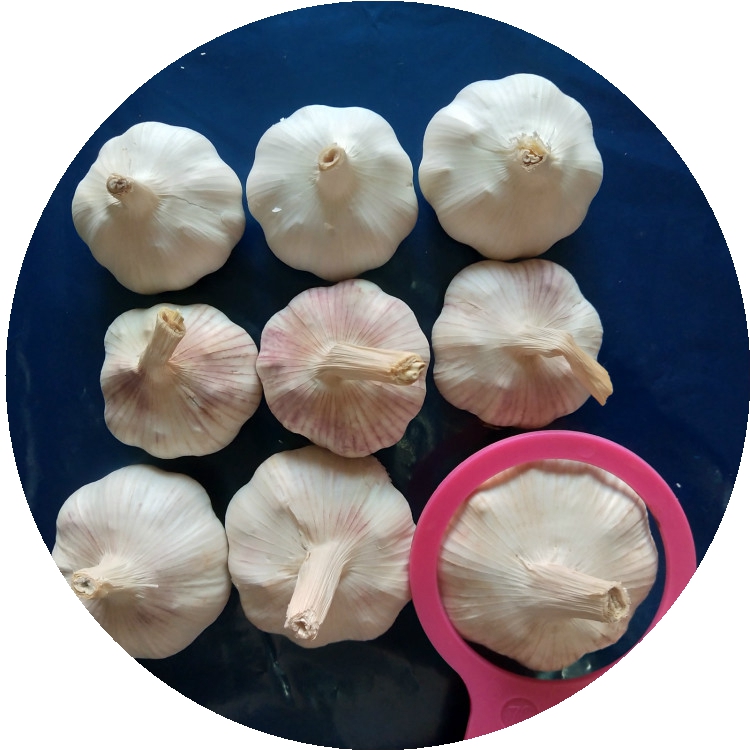 Low price of Chinese fresh garlic 5.0 up for Mozambique
