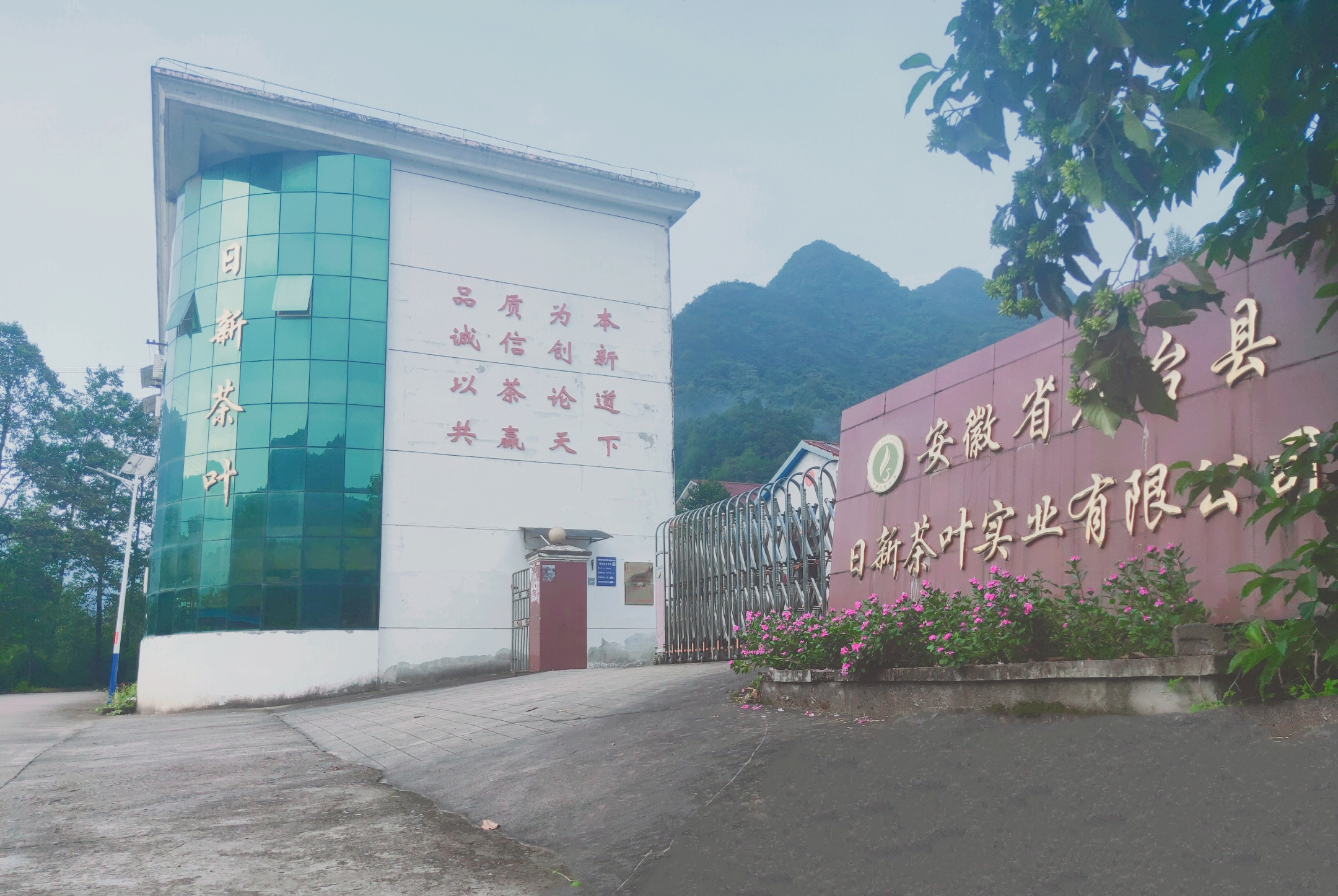 Anhui Shitai CountyRixun Tea Industry Co., Ltd. – 绿茶 1