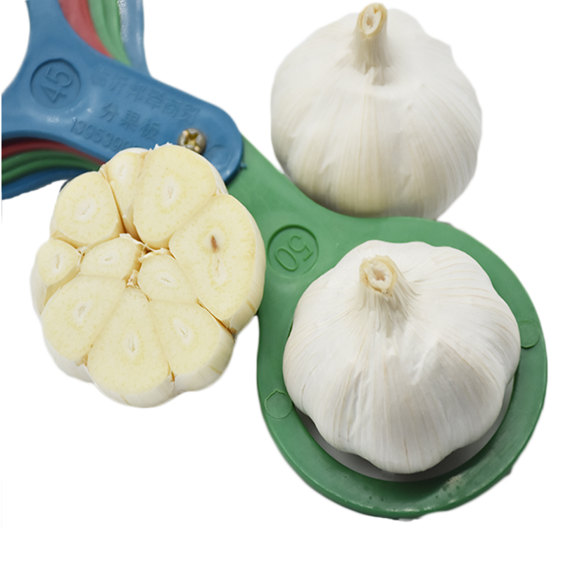 export 4.5-6.5cm jinxiang fresh garlic