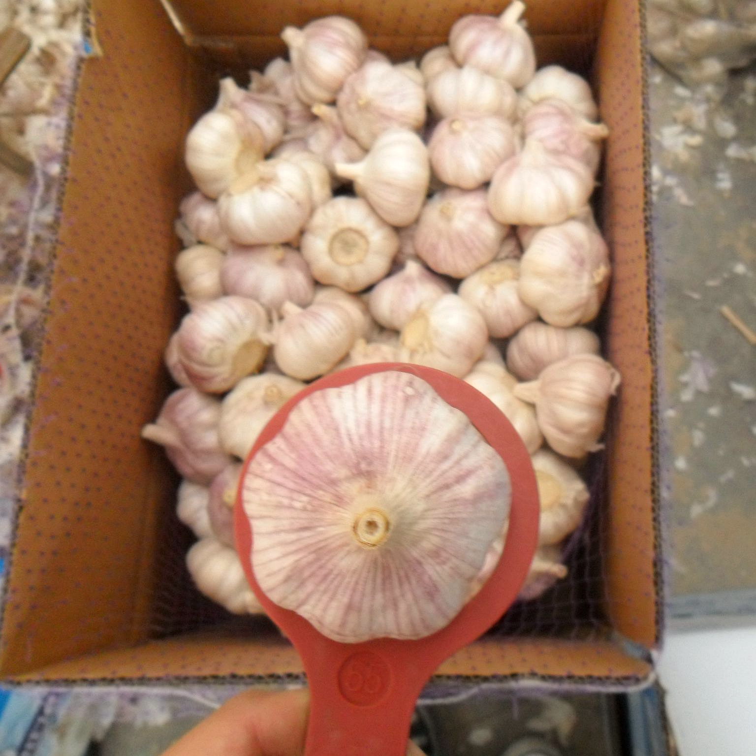 normal white garlic factory price