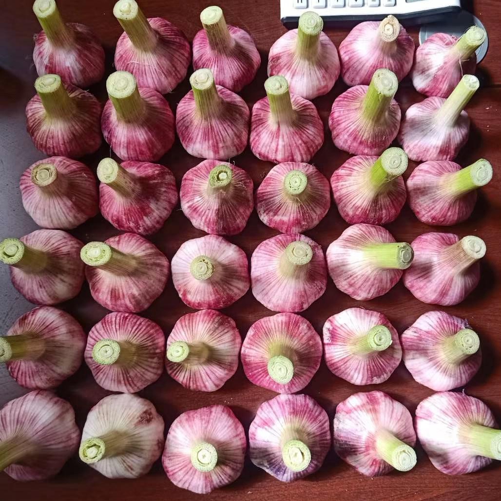 2020 Red Garlic Price