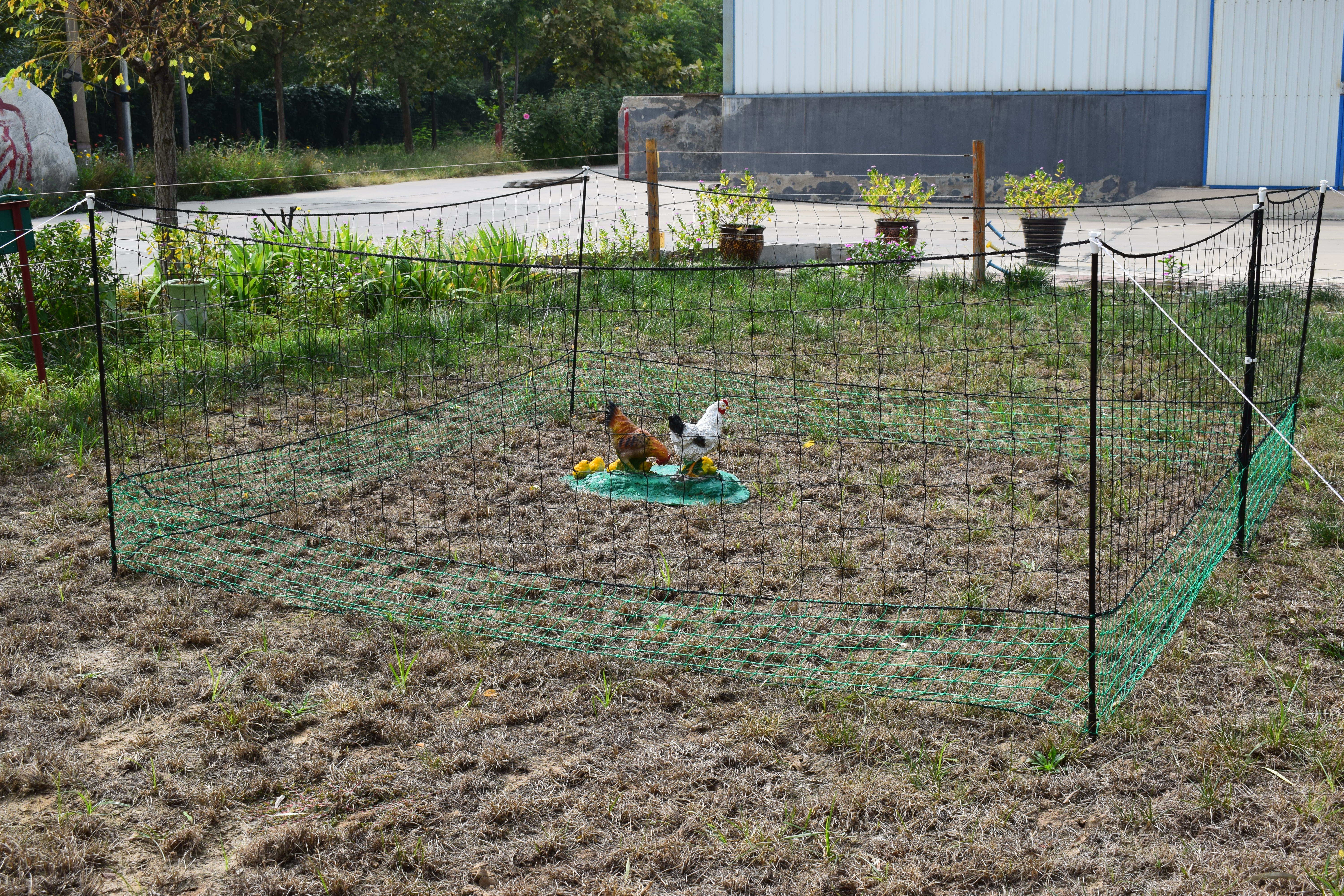 Chicken Net