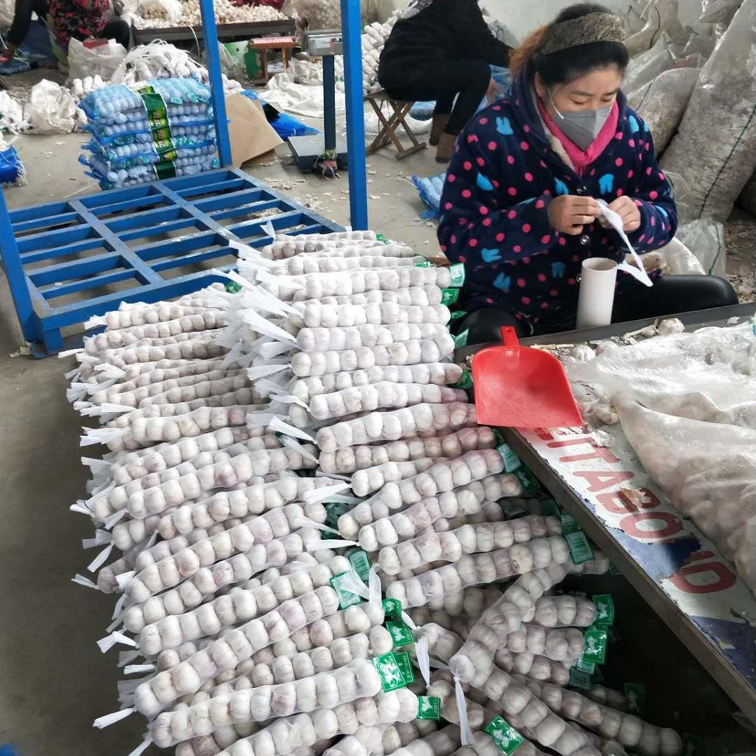 fresh white garlic factory in Shandong