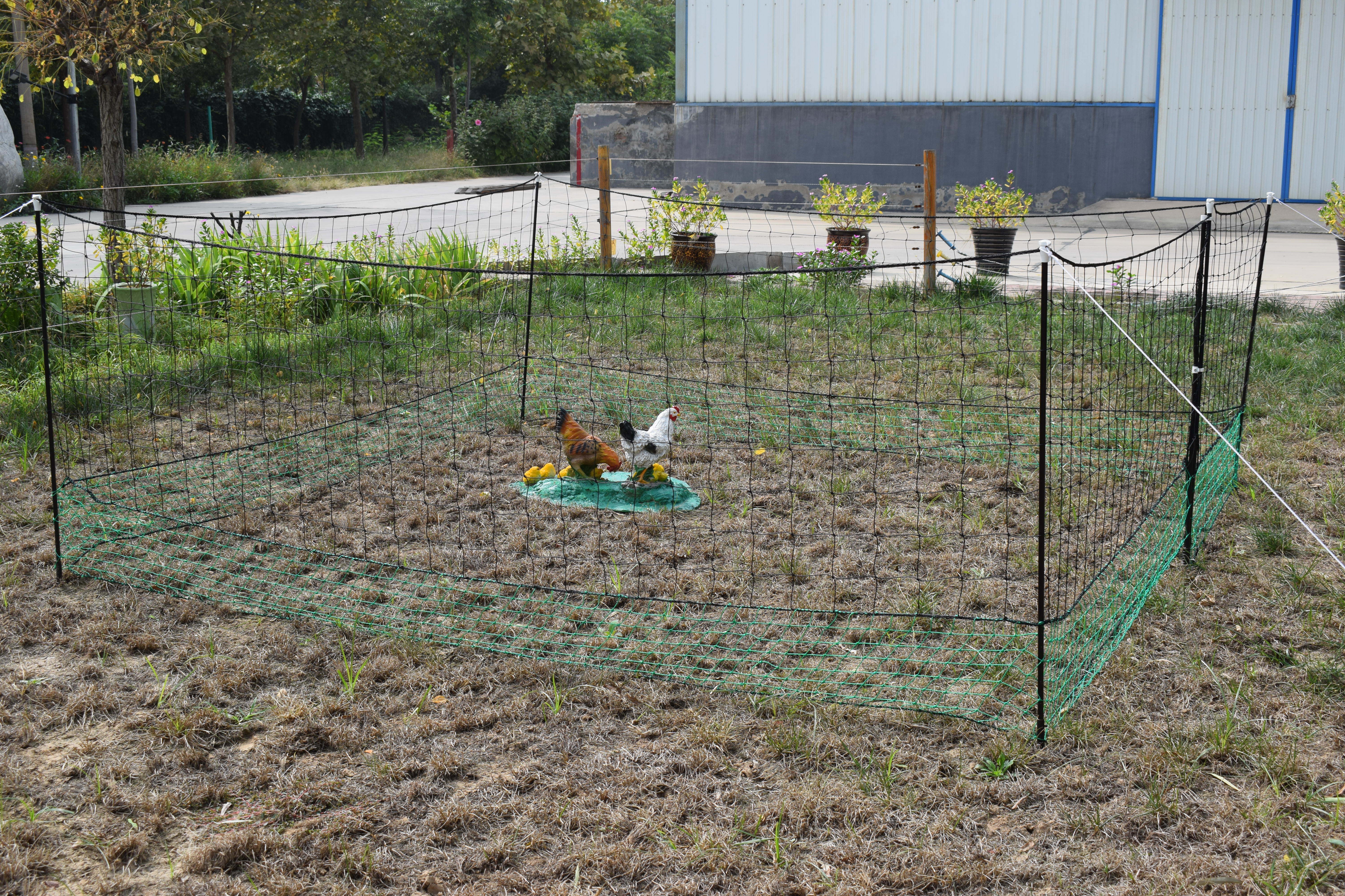 Chicken Netting