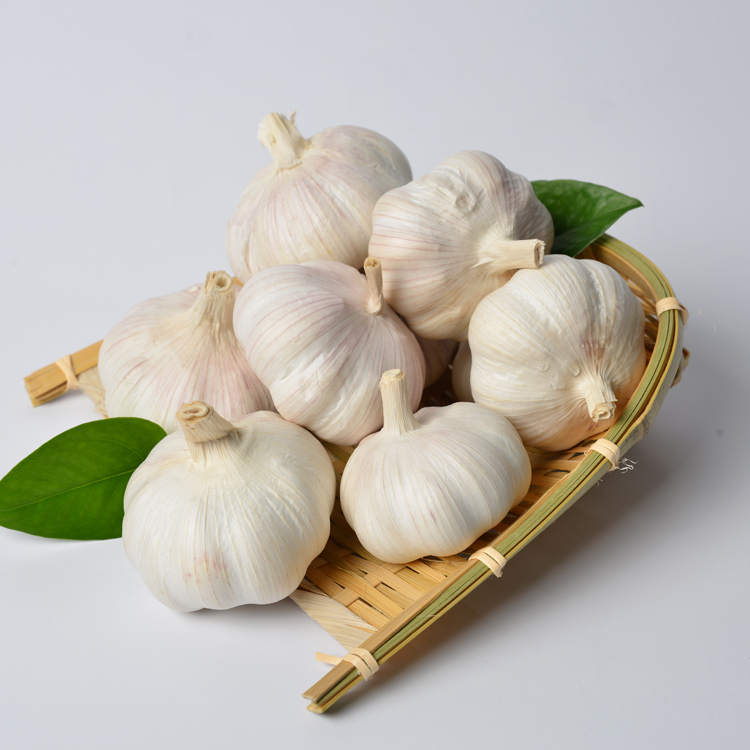 GAP KOSHER HALAL Chinese fresh normal white garlic