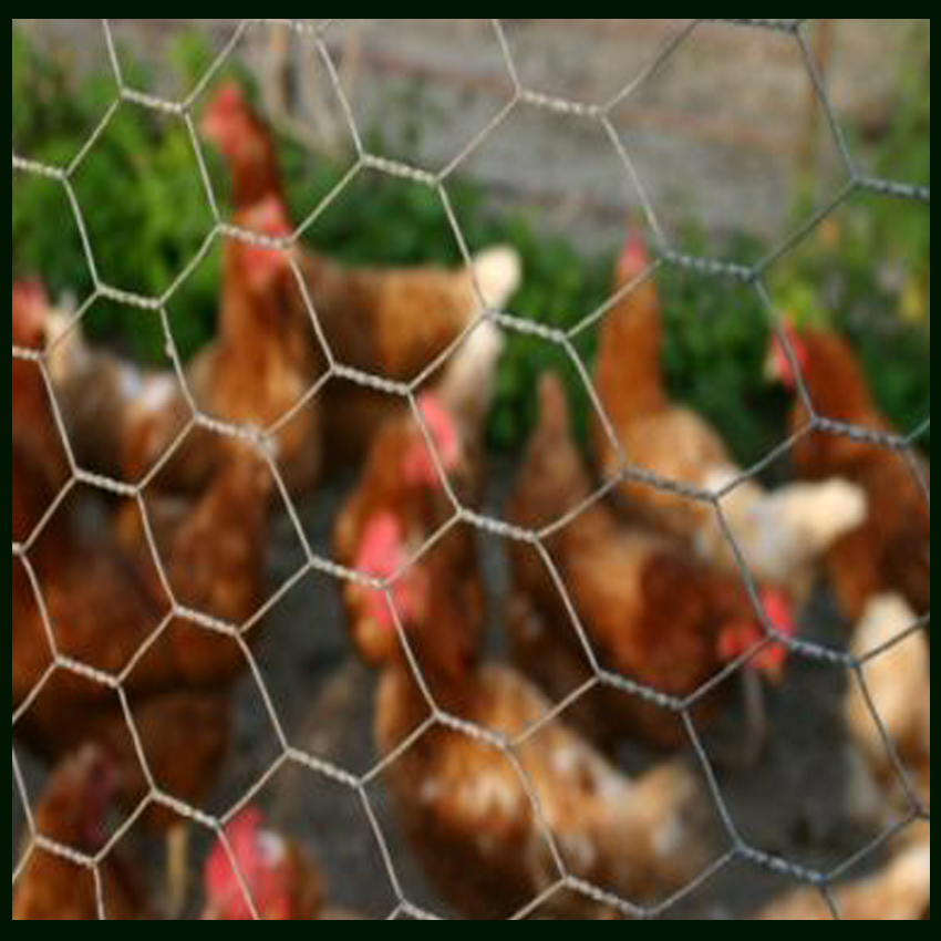 Electro Galvanized Hexagonal wire mesh 1/2"X1/2"X1X25M