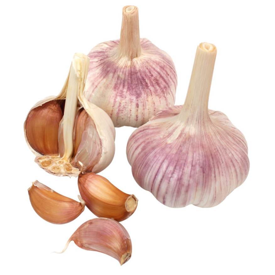 fresh purple garlic 5.0cm 5.5cm for sale in Algeria