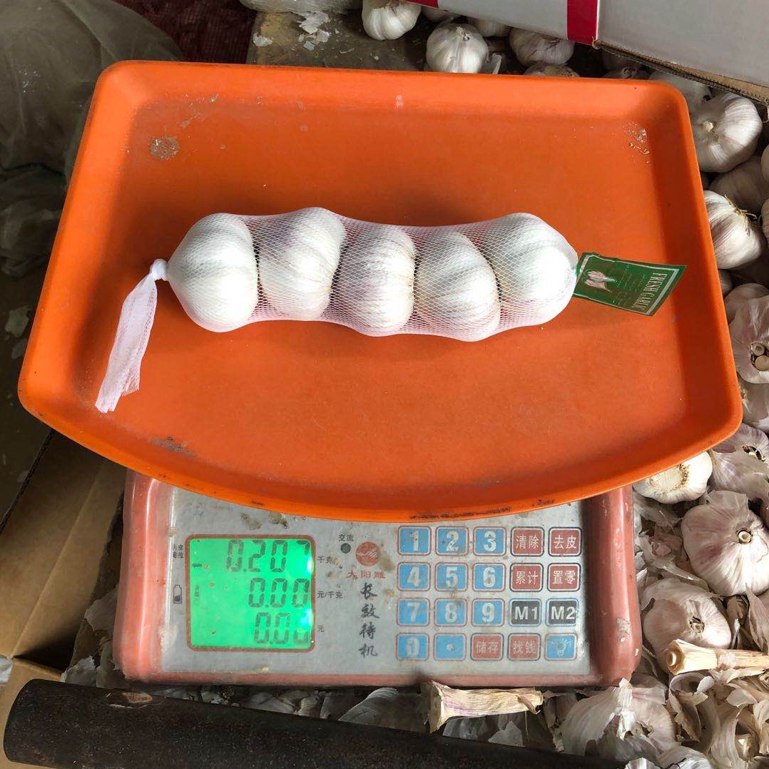 jinxiang fresh garlic producer