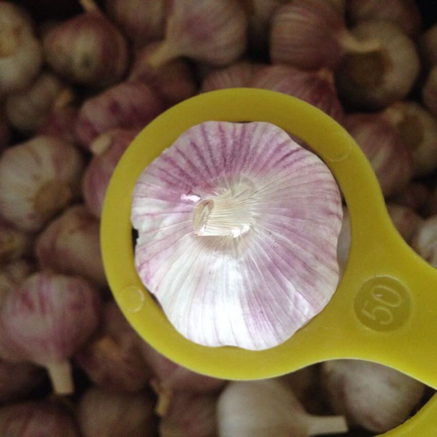 Bulk natural fresh normal white garlic 5.0cm