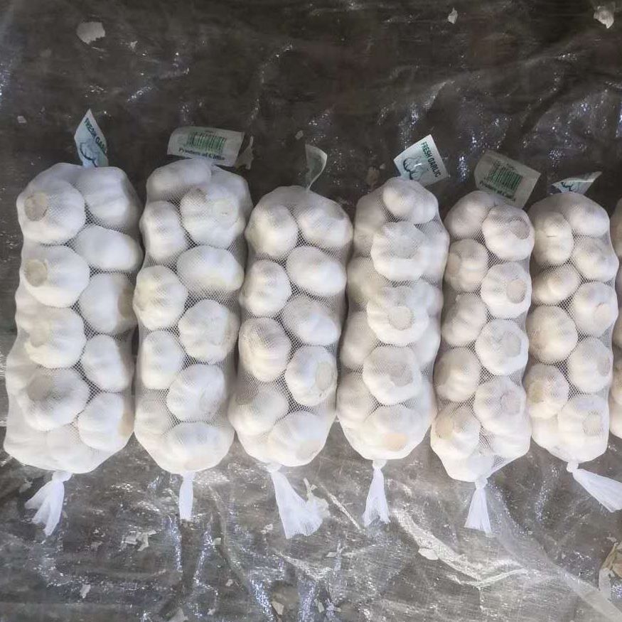 Chinese Jinxiang Fresh Garlic High Quality Manufacturer
