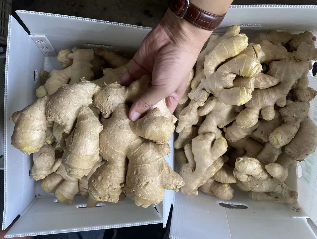 New Corp Air Dried Ginger
