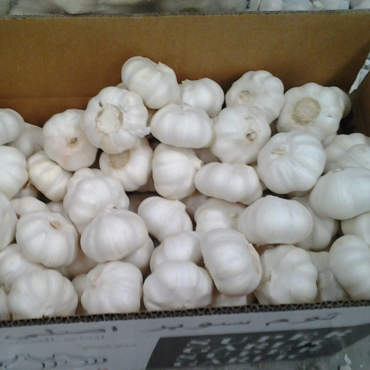 Pure white Garlic