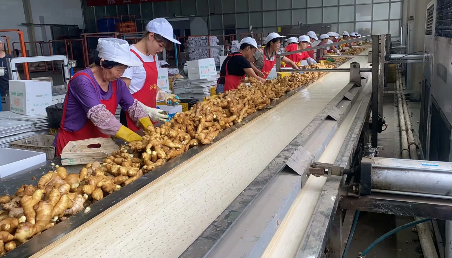 New corp Fresh Ginger