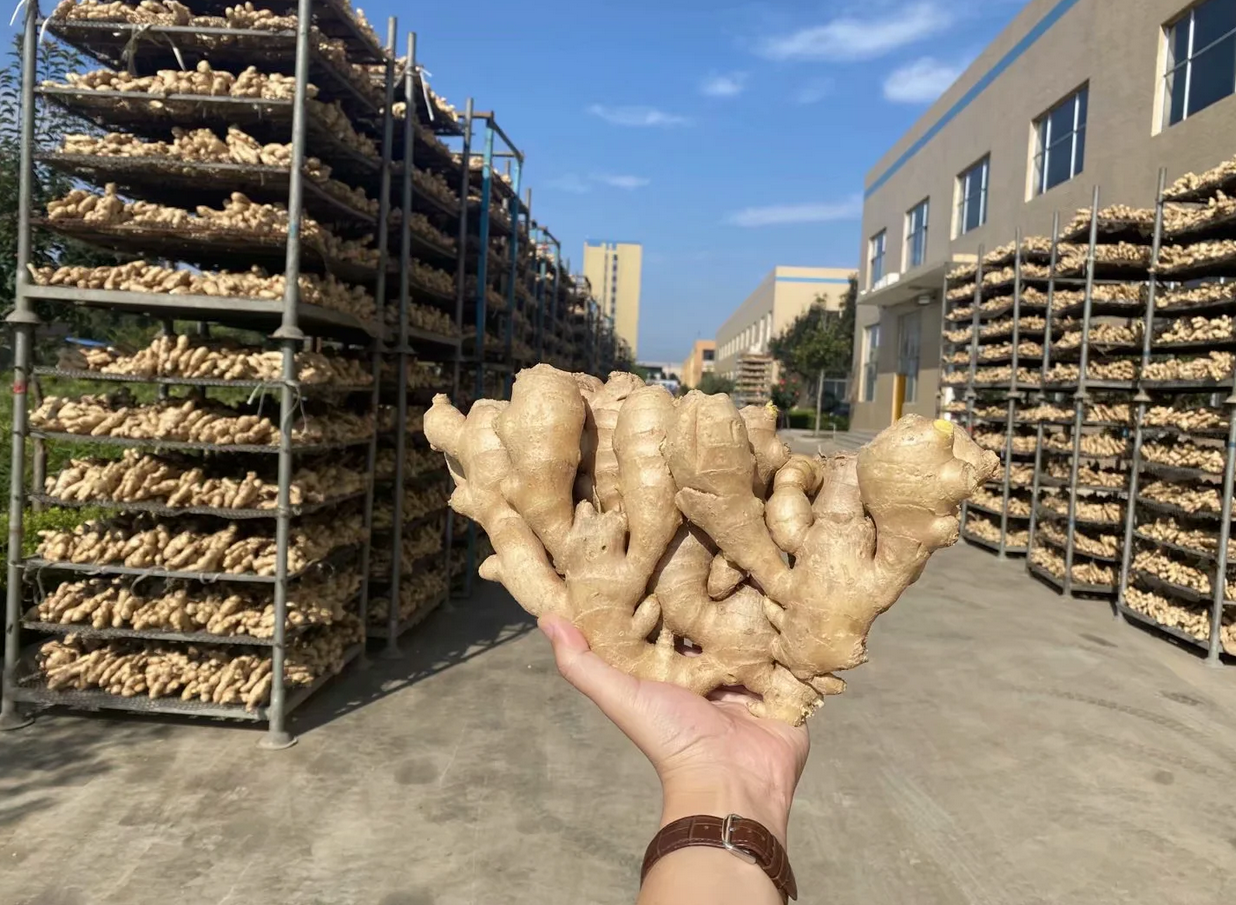 Air Dried Ginger