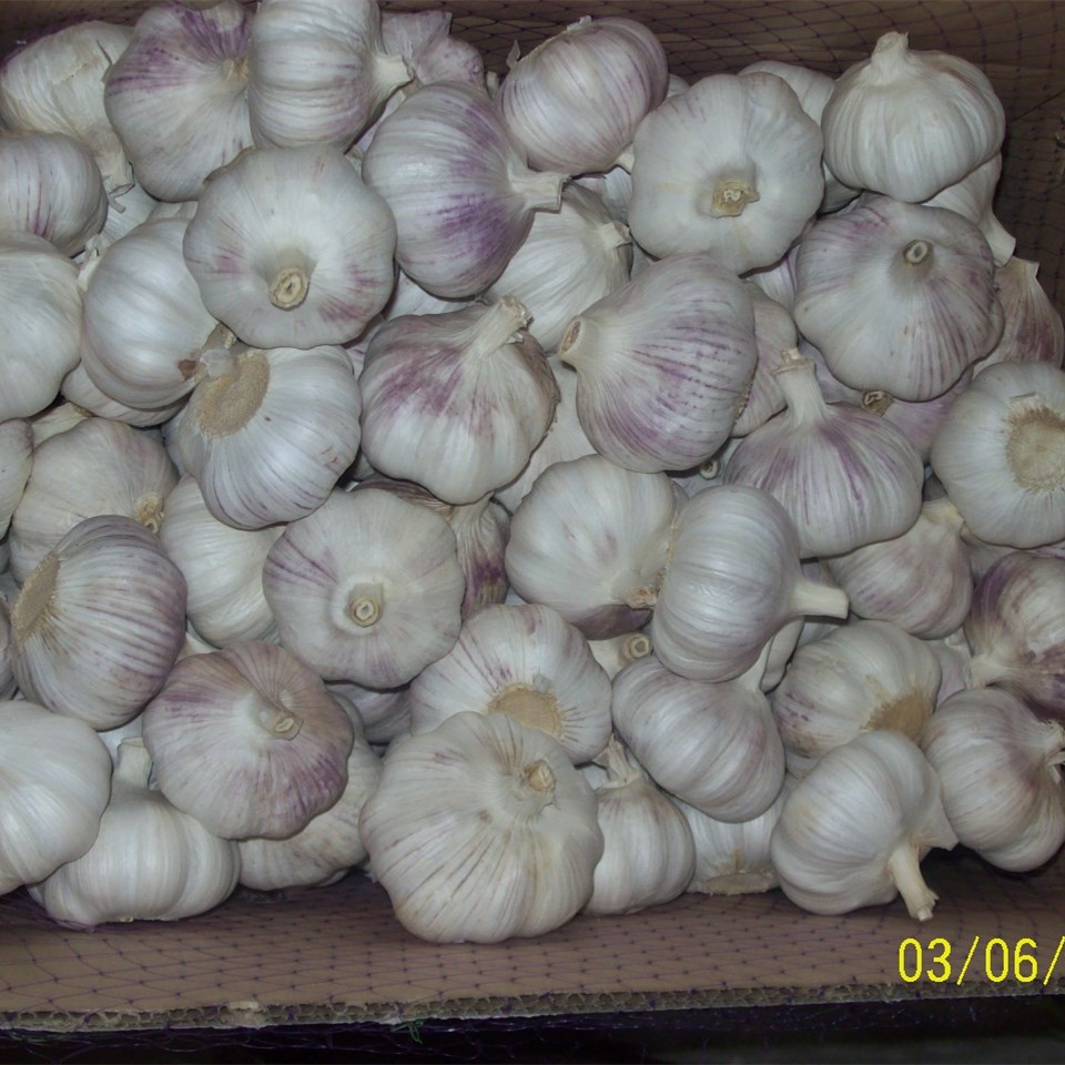 New corp normal white garlic pure white garlic