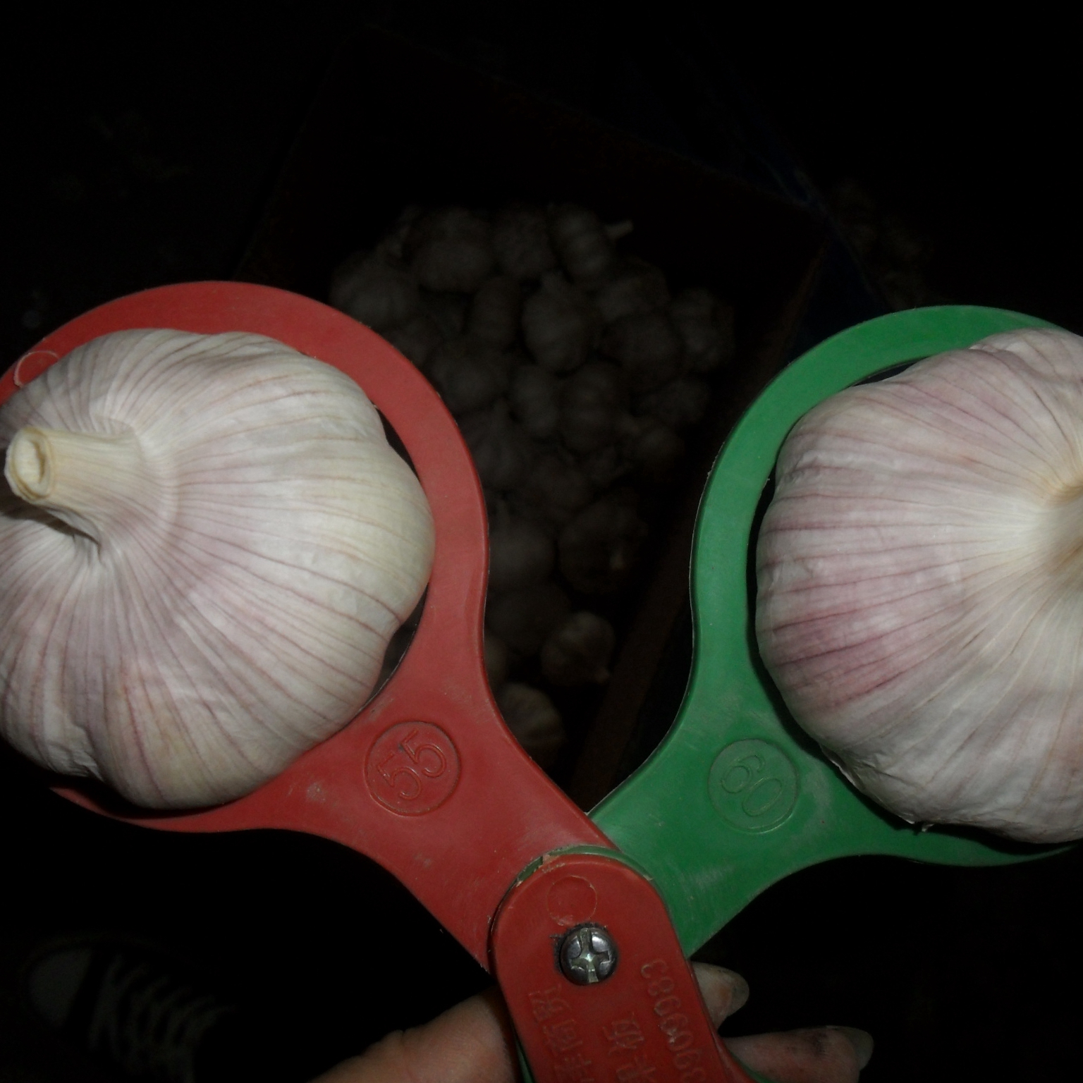 Fresh Garlic