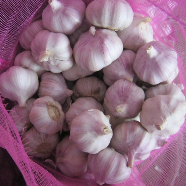 New corp normal white garlic