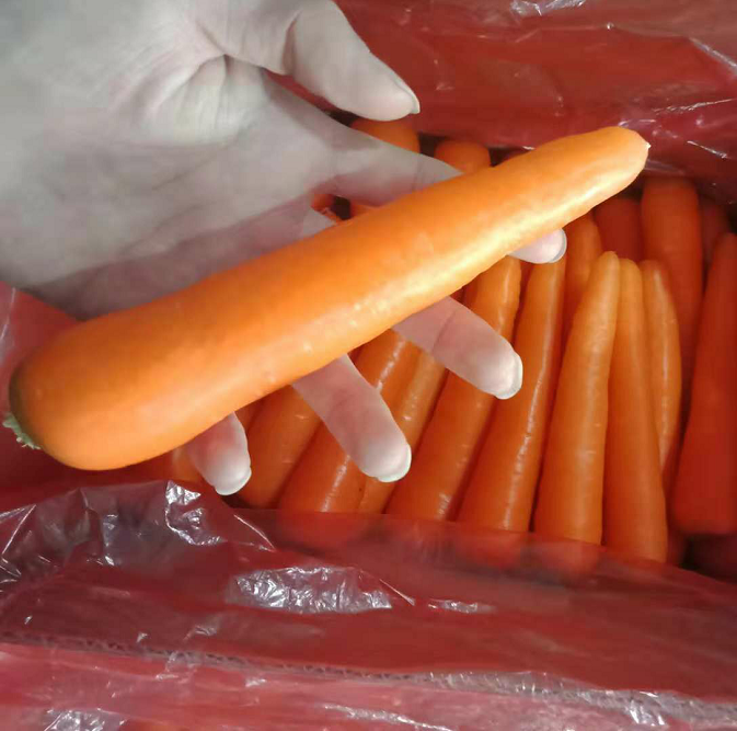 China quality fresh carrot 80-150-200g wholesale
