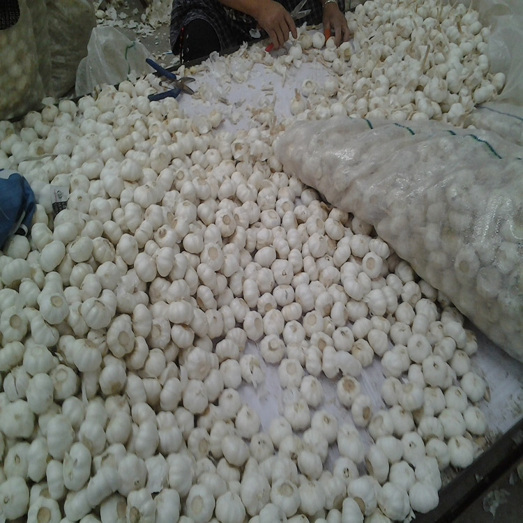 China high quality pure white garlic 5.5cm