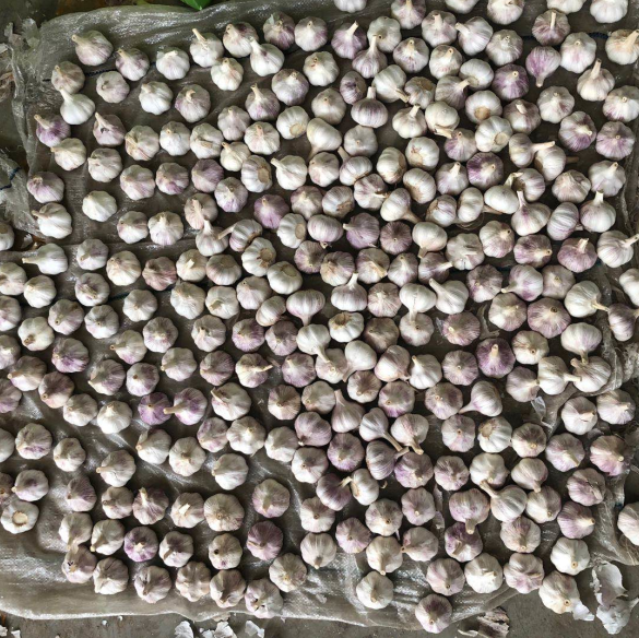 Shandong China fresh garlic 6.0cm 10kg carton pack
