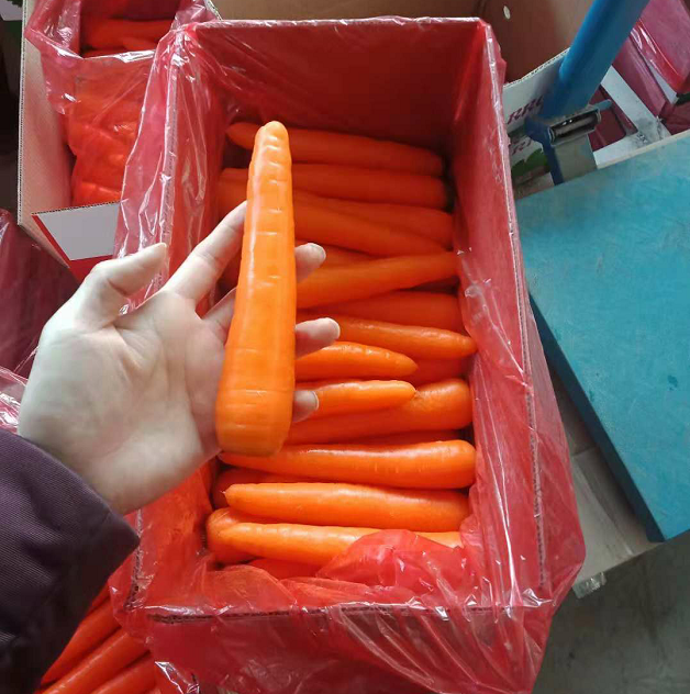 Chinese red carrot, new season fresh carrot export